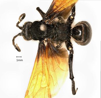 Media type: image;   Entomology 16332 Aspect: habitus dorsal view